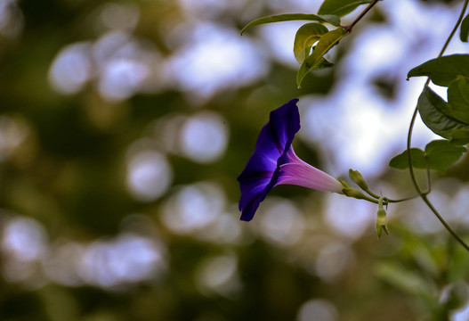 牵牛花