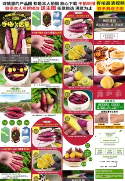 小香薯詳情