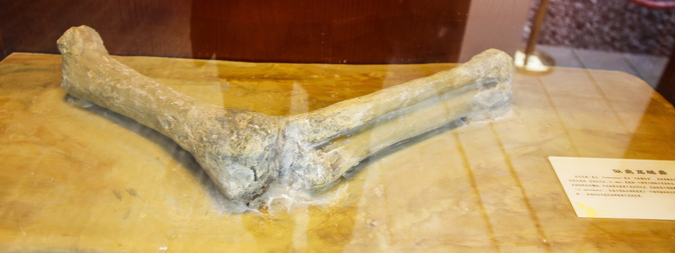 恐龙骨头化石