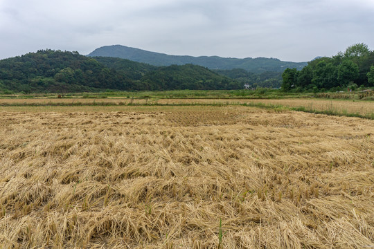 稻田