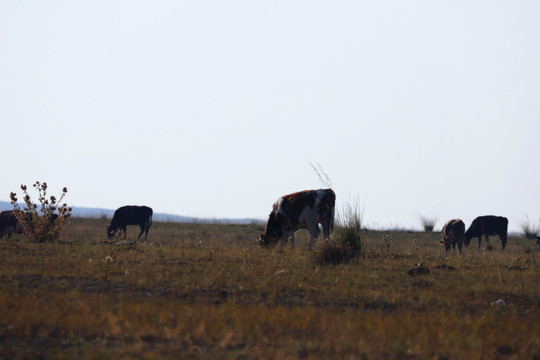 天然牧场的牛儿悠闲吃草