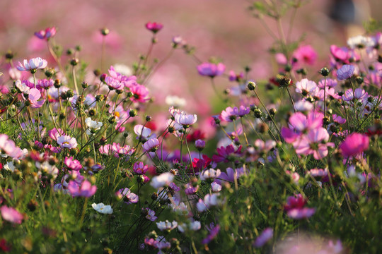 幸福之花格桑花