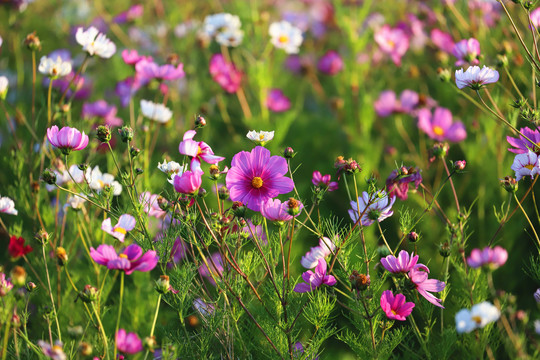 格桑花花海