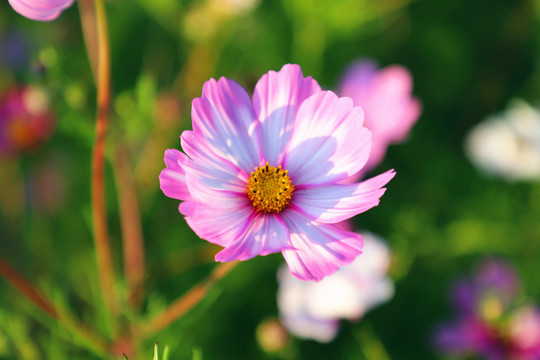 格桑花特写