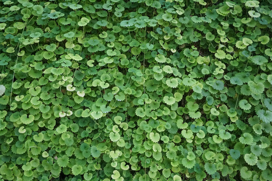 绿植背景