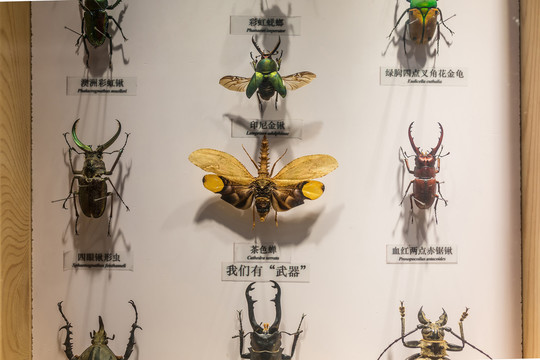 甲虫标本