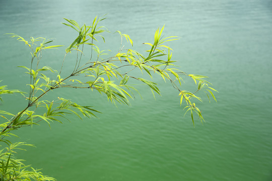 竹枝镜湖