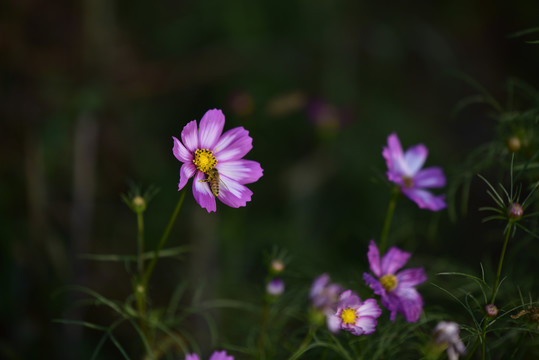 格桑花