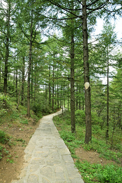 五岳寨森林公园