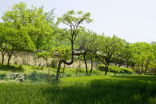 韩国南方富人家庭院和麦田