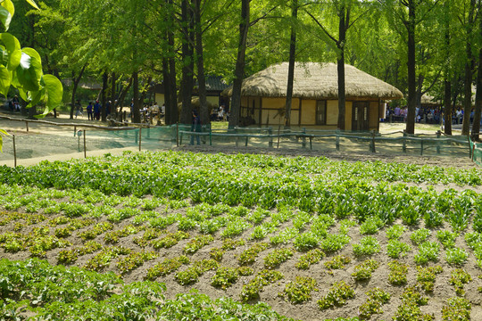 韩国民俗村田园民居建筑和庄稼地