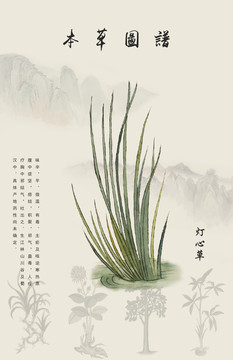 燈心草