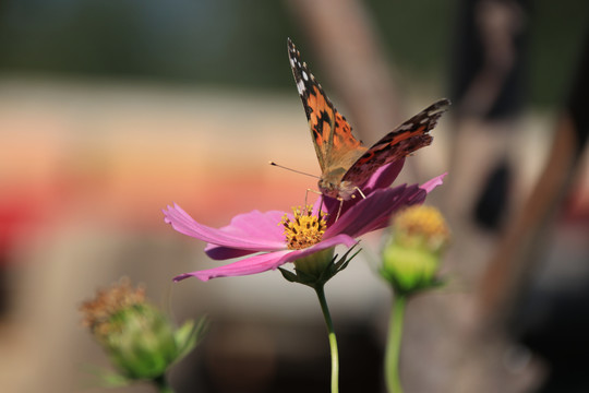 落在花上的一只花蝴蝶插图