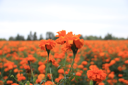 菊花花田花海