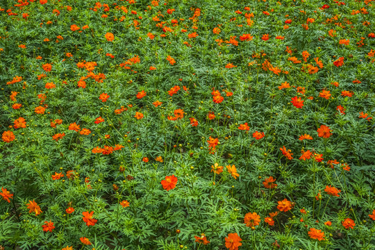 百日菊花海