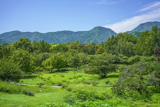 树林草地高清大图