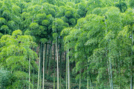 竹林