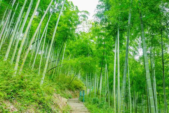 竹林