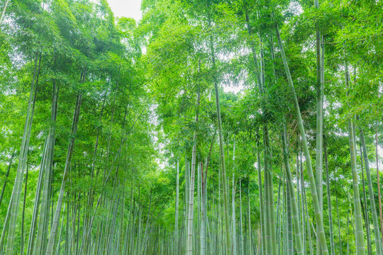 竹林竹子竹海