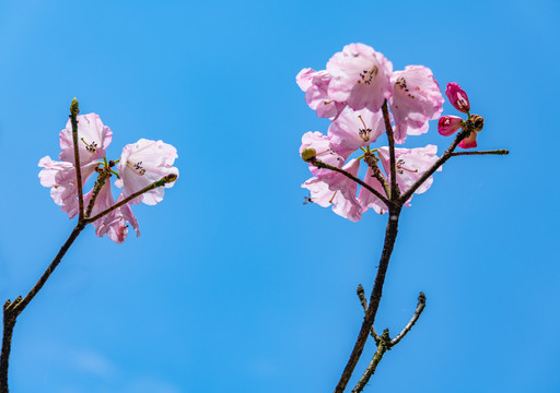 峨眉山的杜鹃花