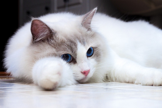 一周岁的蓝双布偶猫趴卧姿