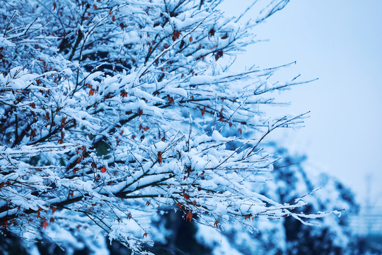 雪后杭城