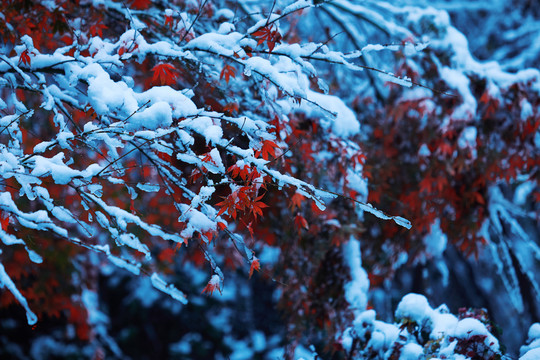 雪后杭城