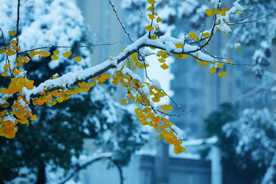 雪后杭城