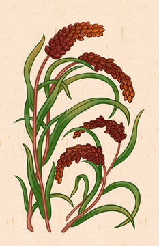 植物高粱插畫(huà)