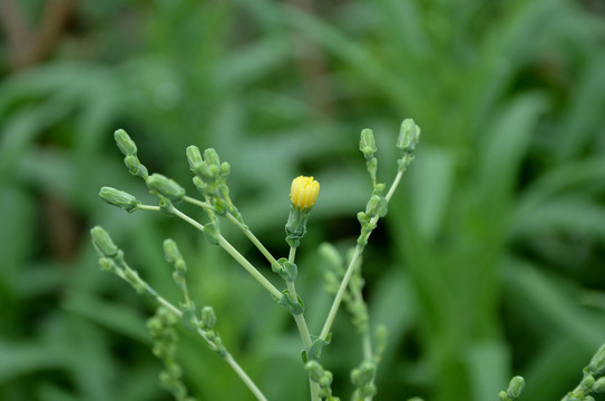 油菜花