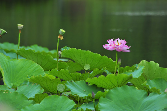 荷花