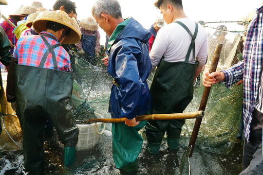 蓝袍湾渔民拖网捕鱼