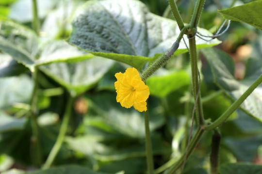 黄瓜花小黄瓜嫩黄瓜蔬菜种植