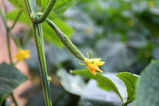 黄瓜花小黄瓜嫩黄瓜蔬菜种植