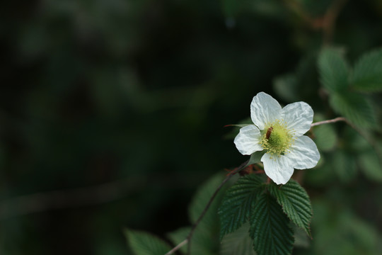 白色的野花