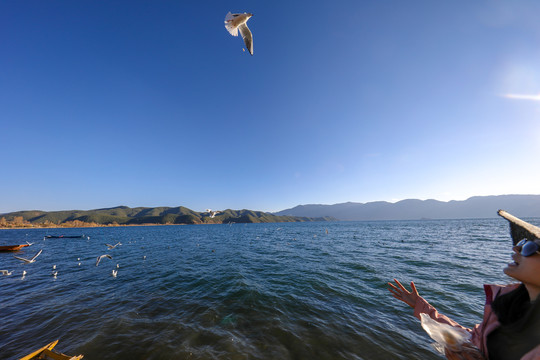 展翅飞行的海鸥