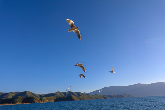 展翅飞行的海鸥