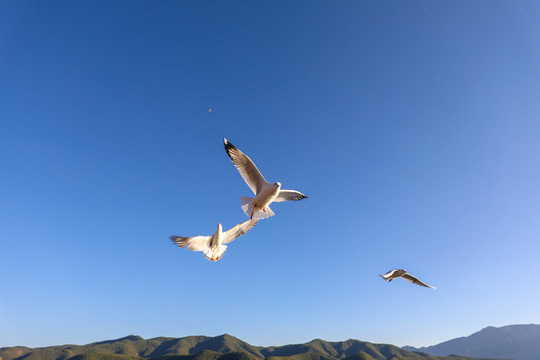展翅飞行的海鸥