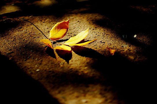 金秋十月立秋金黄落叶植物摄影