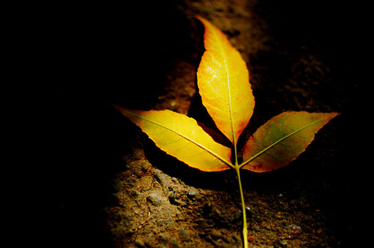 金秋十月立秋金黄落叶植物摄影