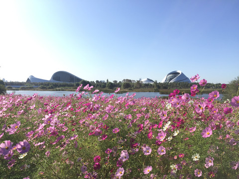 夏季开满花的哈尔滨大剧院