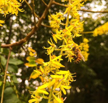 蜜蜂采蜜