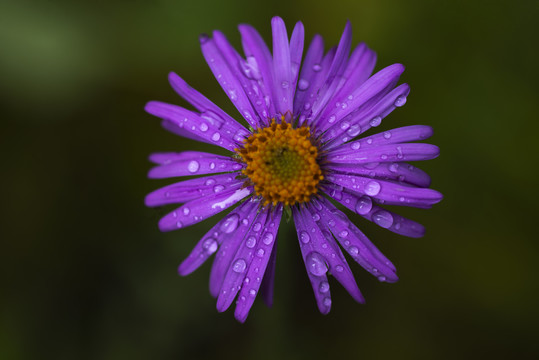 花草