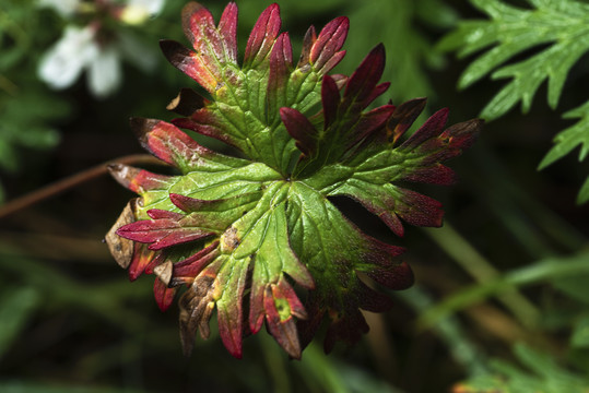 花草