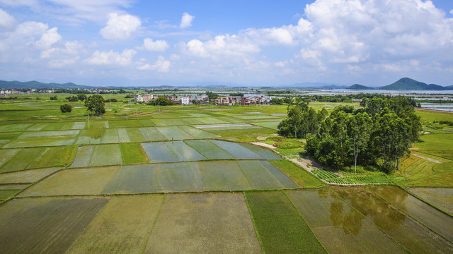 田野