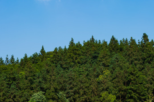 林区林场林海素材