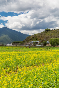 田园