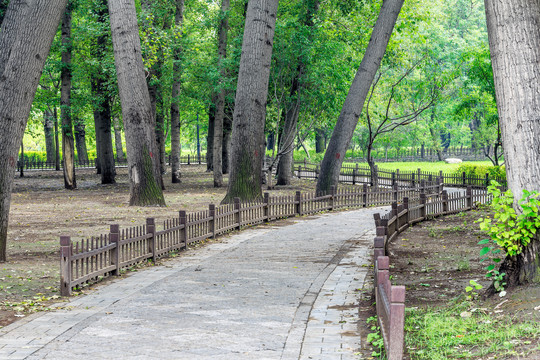 山西晋祠公园林荫路