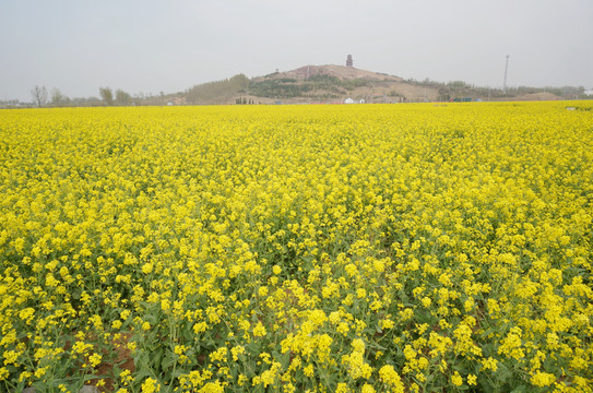 昌邑市博陆山油菜花