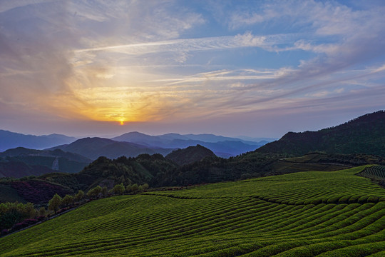 茶园的早晨